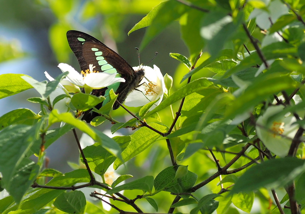 この花に決めた！