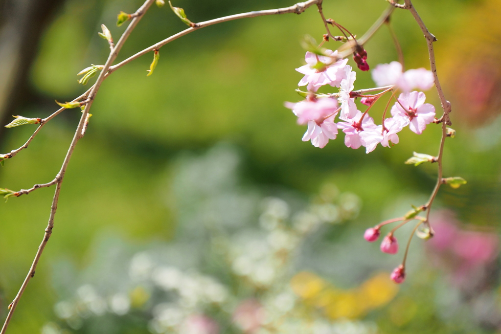 花の園２