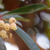 イチゴノキの花