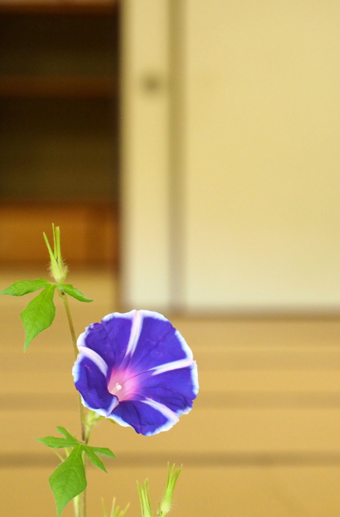 室内の朝顔②