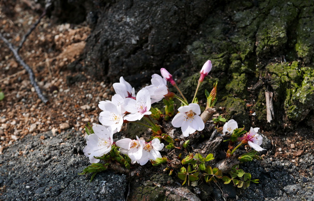根っこ桜