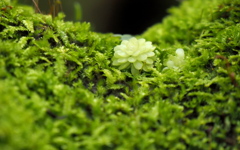 ふんわりベッド♪