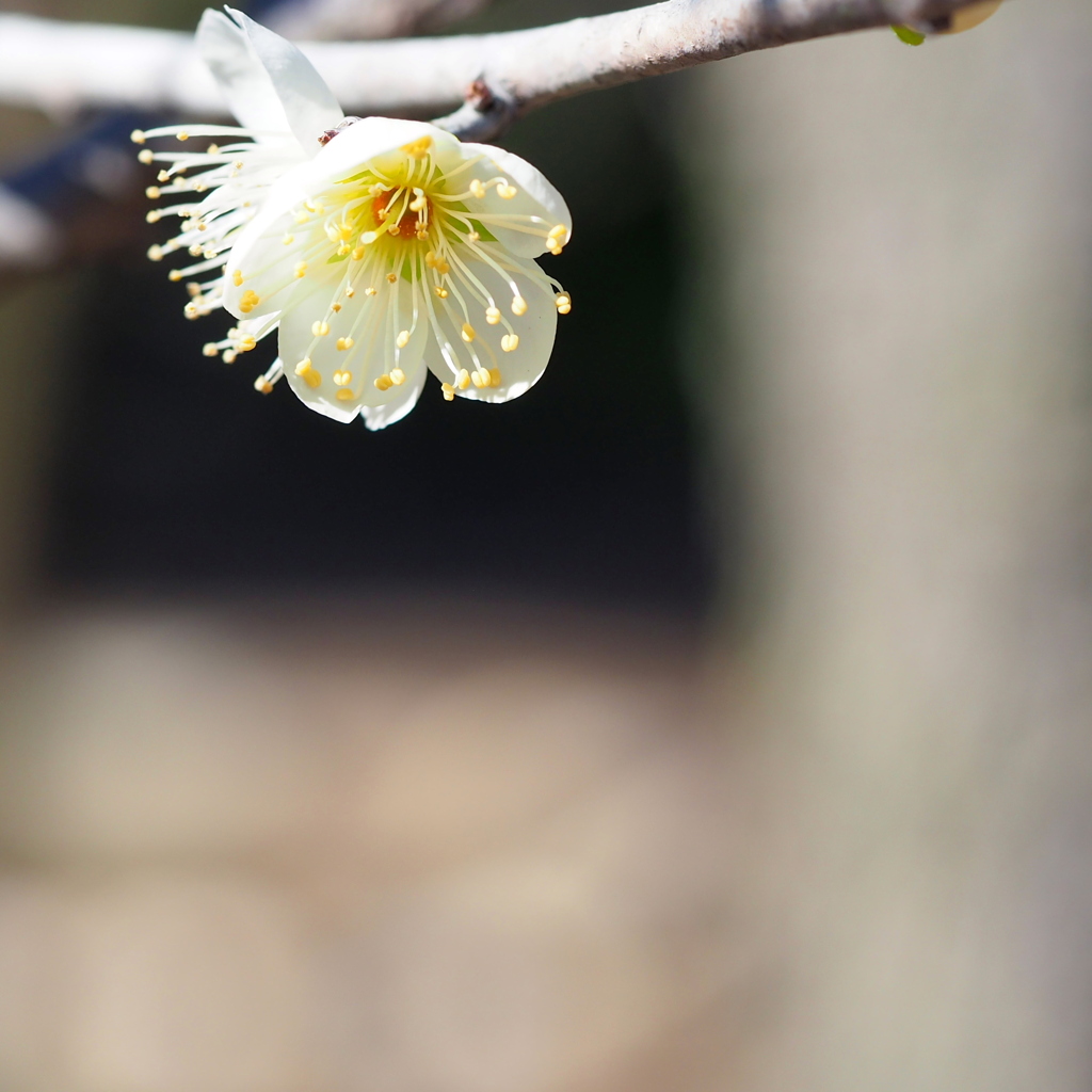 天神さまの梅の花4