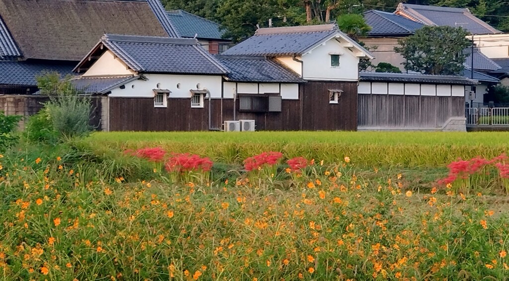 秋の風情②
