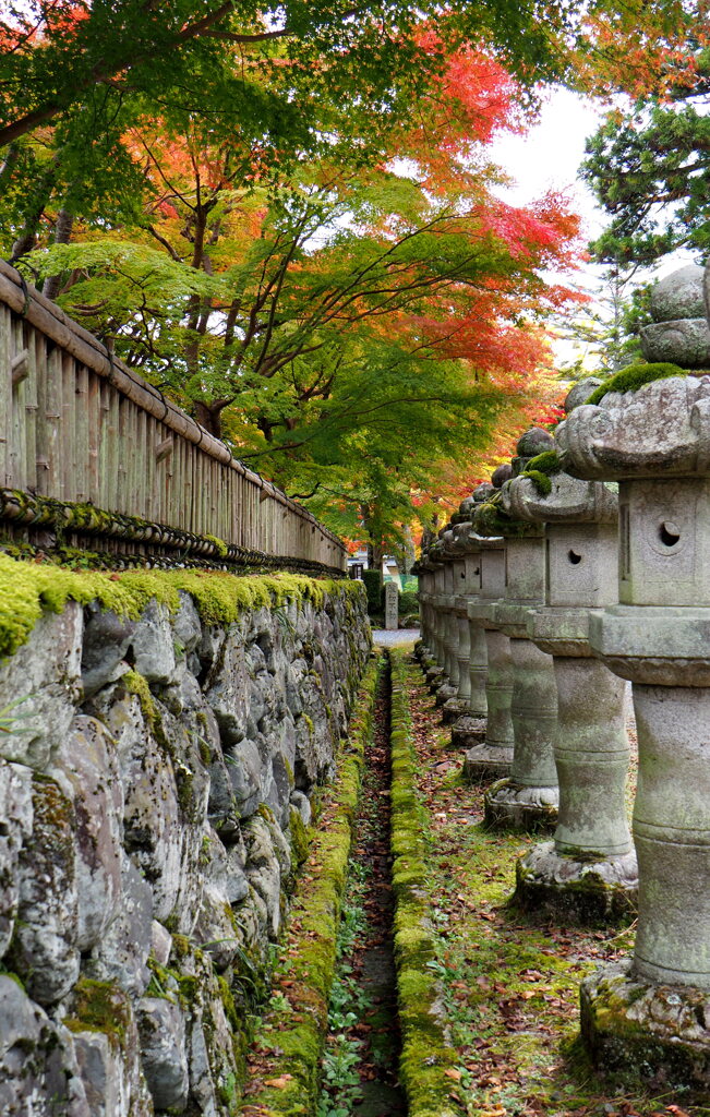 高野山紅葉３