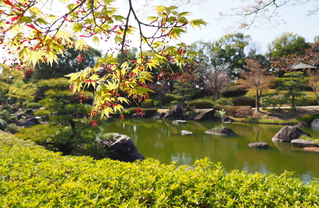 楓の花咲く１