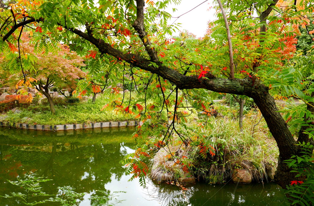 池泉回遊式庭園