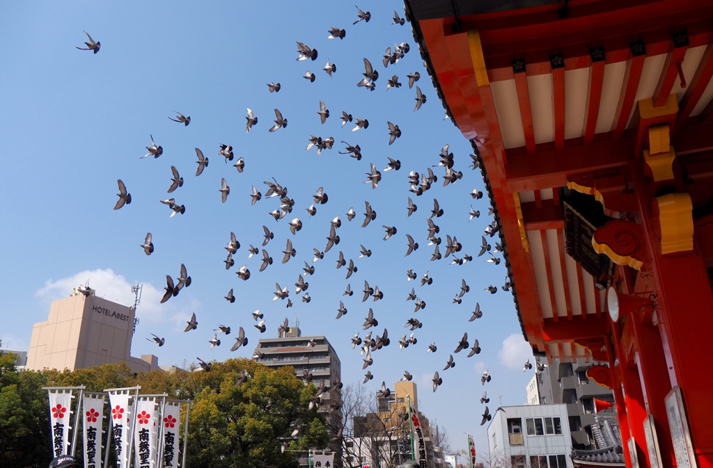 青空に飛び立つ