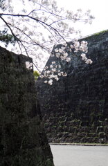 石垣と桜 1