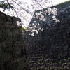 石垣と桜 1