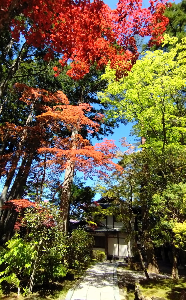 新緑と春もみじ②