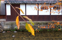 祇園の鴨さん