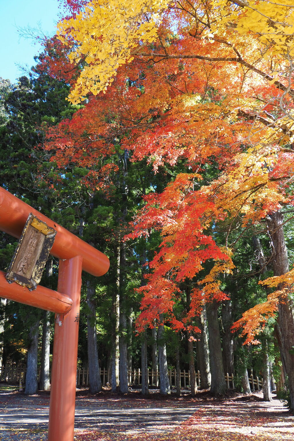 鳥居と紅葉①
