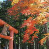 鳥居と紅葉①