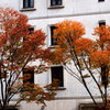 街の紅葉