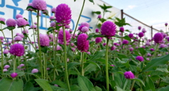 外壁の花壇①