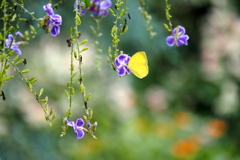 お花畑にて②