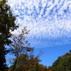 秋空の下