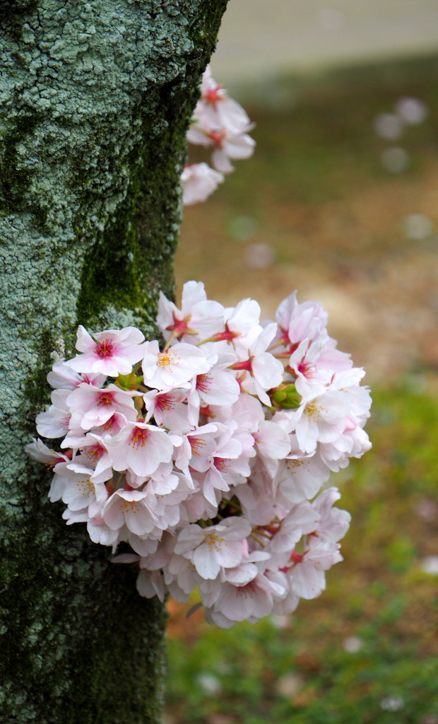 ふっくら幹桜