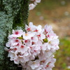 ふっくら幹桜
