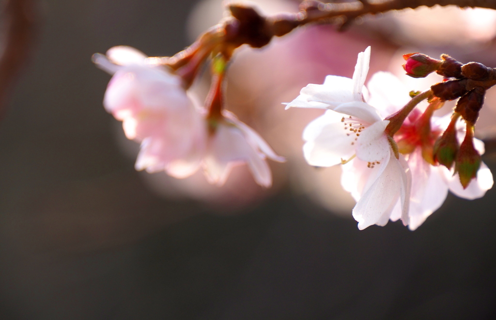 ジュウガツザクラ①