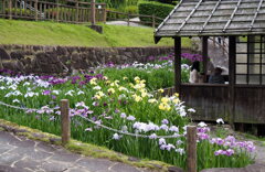 花しょうぶまつり①