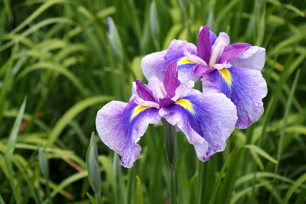 花菖蒲１