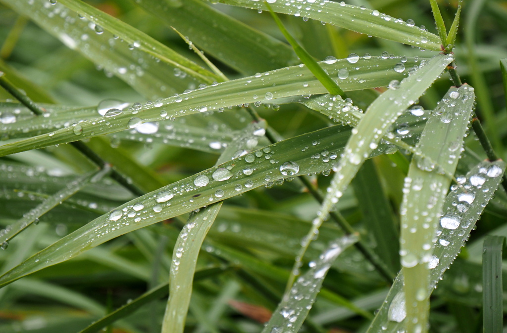 雨上がりの朝２
