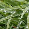 雨上がりの朝２