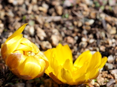 結んで開いて♪