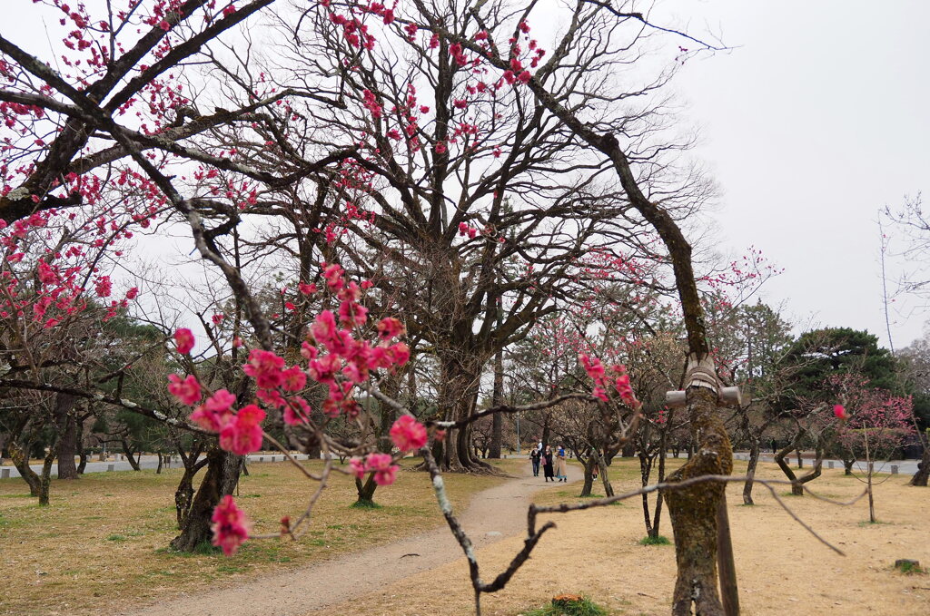 京都御苑の梅2