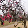 京都御苑の梅2
