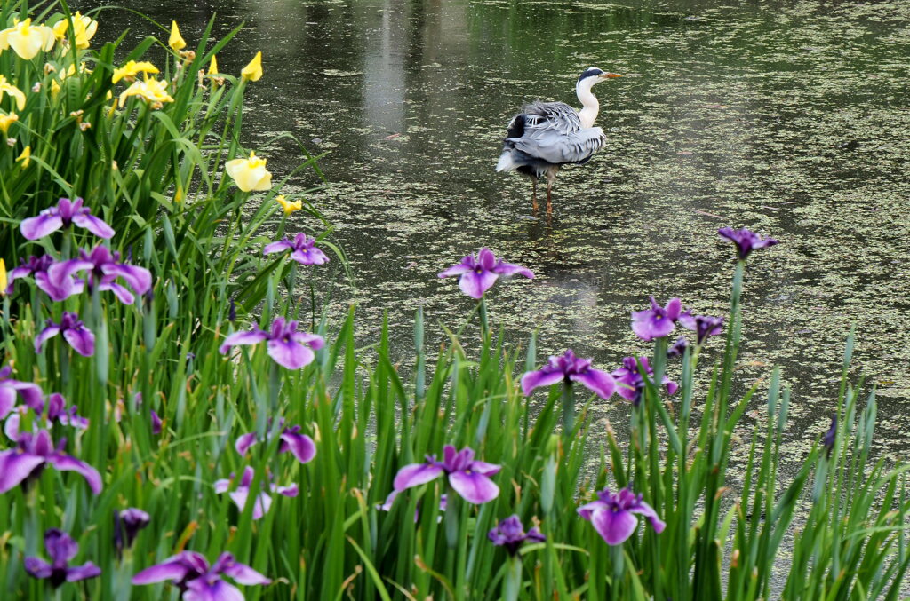 ハナショウブ園のアオサギさん１