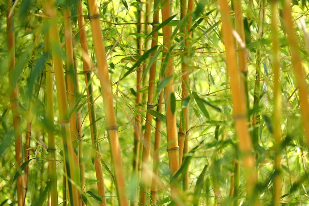 竹林の彩り