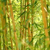 竹林の彩り