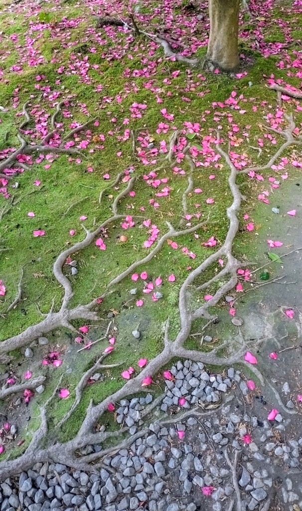 根っこアート♪