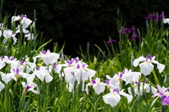 花菖蒲畑２