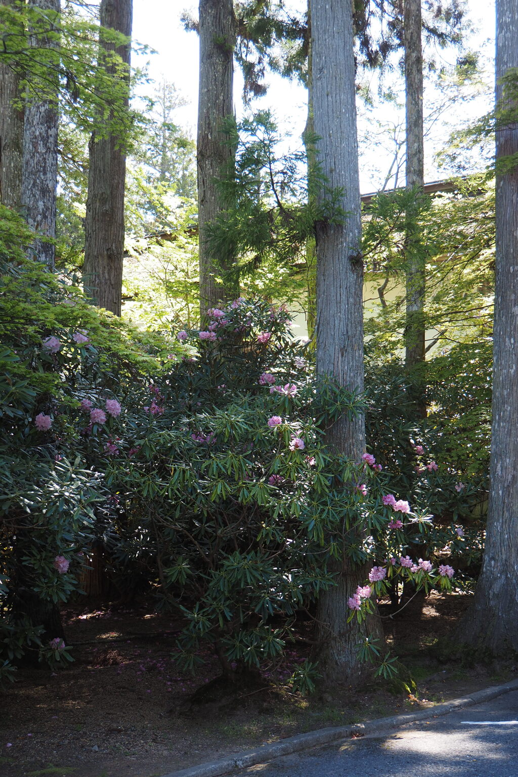 金剛峯寺の石楠花③