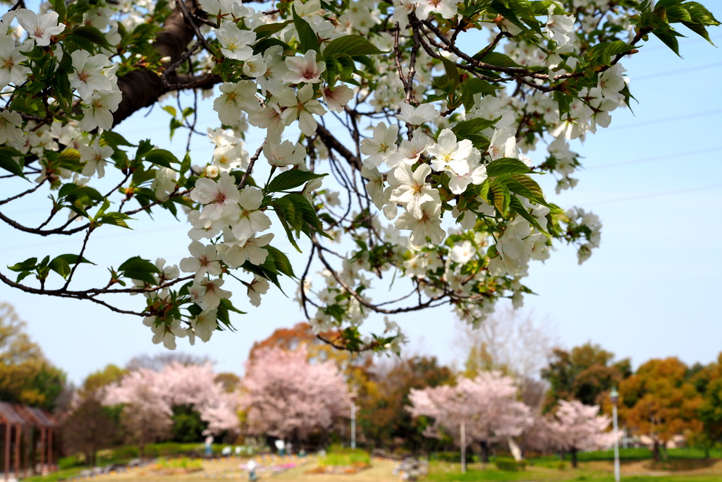 大島桜