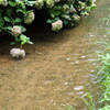 水辺の紫陽花２