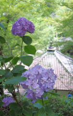 お堂と紫陽花１
