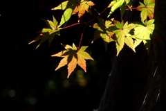 お手て合わせて