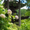 塔と紫陽花