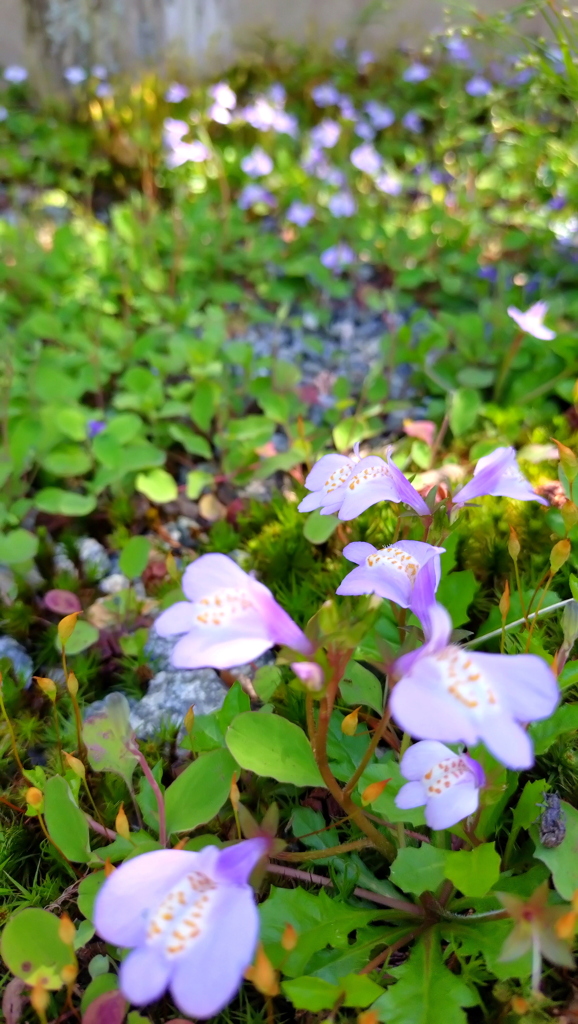 小さな花②