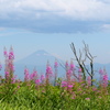 薄っすらと富士山♪