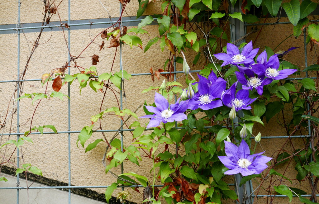 造花の様な花びら♪