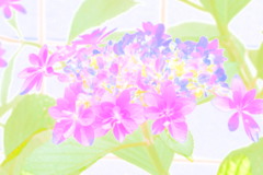 紫陽花art ３