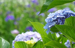 花菖蒲園のアジサイ