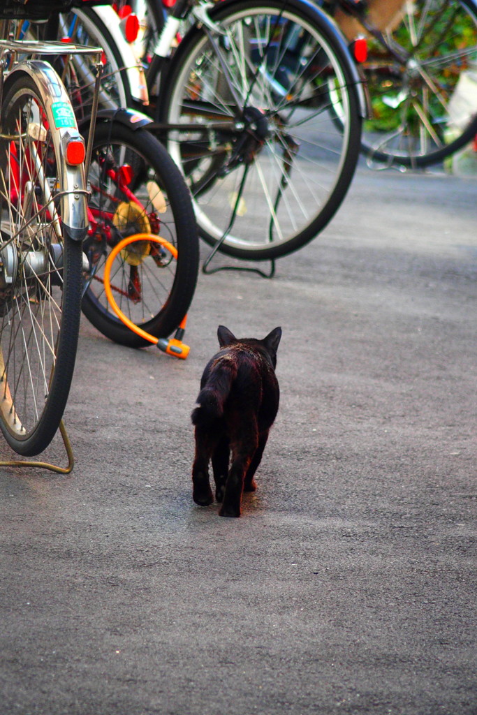 自転車とクロネコ