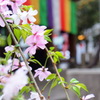 桜と五色幕